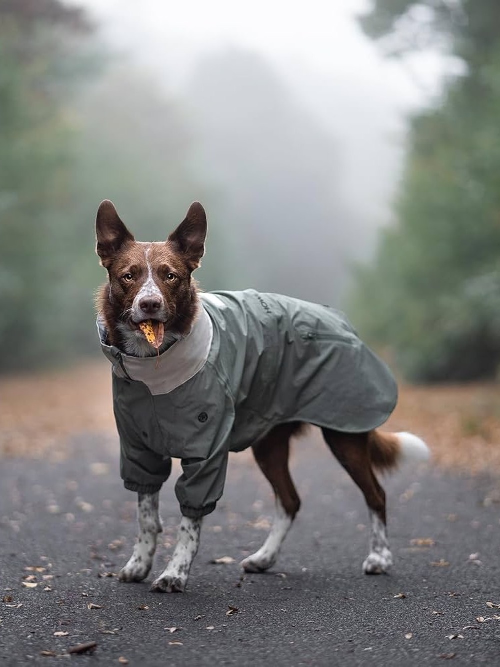 Howlidays Co Midnight Forest Water-Resistant Dog Jacket